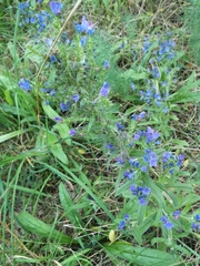 Echium vulgare