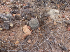 Mammillaria dioica