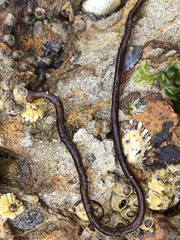 Nemalion elminthoides