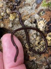 Nemalion elminthoides