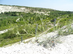Pimpinella tragium