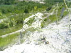 Pimpinella tragium