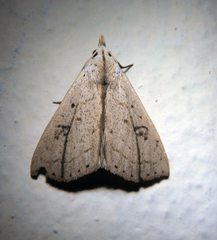 Scolecocampa