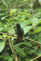 Boissonneaua flavescens