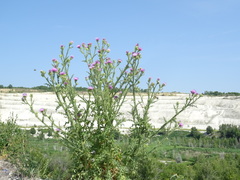 Carduus acanthoides