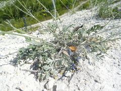 Pimpinella tragium