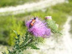 Carduus acanthoides