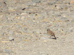 Certhilauda subcoronata