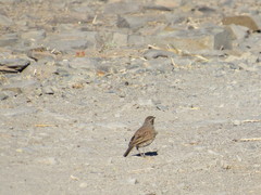 Certhilauda subcoronata