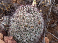 Mammillaria dioica