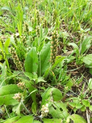 Plantago virginica