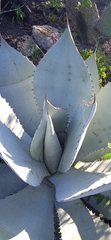Agave titanota