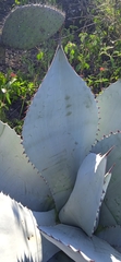 Agave titanota