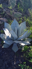 Agave titanota