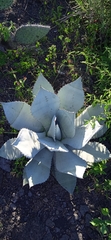 Agave titanota