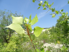 Populus nigra