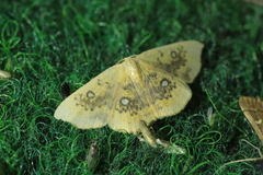 Cyclophora albiocellaria