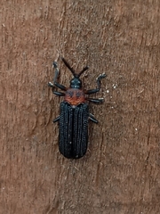 Chalepus bicolor