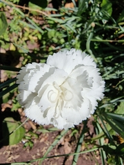 Dianthus caryophyllus