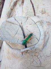Buprestis viridisuturalis