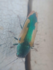 Buprestis viridisuturalis