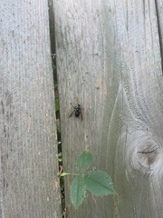 Dolichovespula maculata