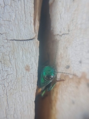 Buprestis viridisuturalis