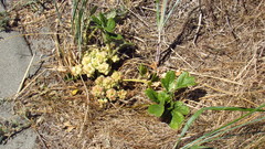 Glehnia littoralis leiocarpa