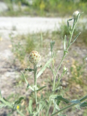 Centaurea stoebe