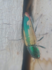 Buprestis viridisuturalis