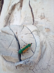 Buprestis viridisuturalis