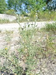 Centaurea stoebe