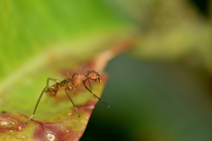 Cardiacephala conifera