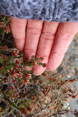 Erica similis