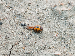 Formicidae