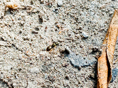 Halictidae