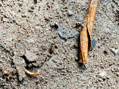 Halictidae