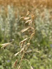 Bromus squarrosus