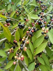 Prunus serotina salicifolia