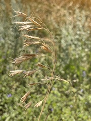 Bromus squarrosus
