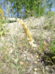 Melica transsilvanica