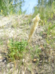 Melica transsilvanica