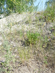 Melica transsilvanica