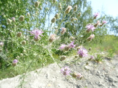 Centaurea stoebe