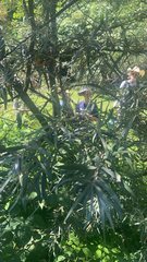 Hippophae rhamnoides