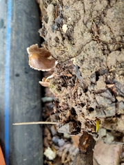 Psathyrella