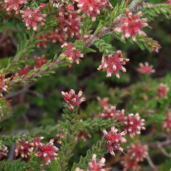 Erica similis