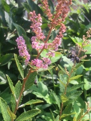 Melissodes bimaculatus