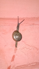 Macrochlamys hippocastaneum