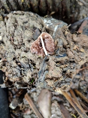 Psathyrella